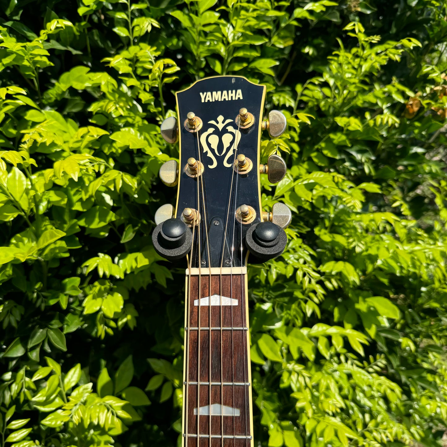 Yamaha CJX-12SABL Jumbo